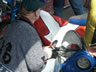 Danmark Blackbird-Tr�f 2004
