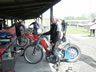 Danmark Blackbird-Tr�f 2004