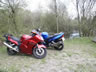 Danmark Blackbird-Tr�f 2004