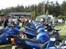 UK B.I.R.D. Blackbird BAsh 2003